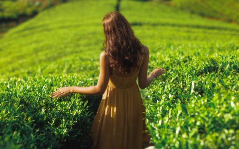 Sri Lanka - podróż wśród herbacianych pól (12).jpg